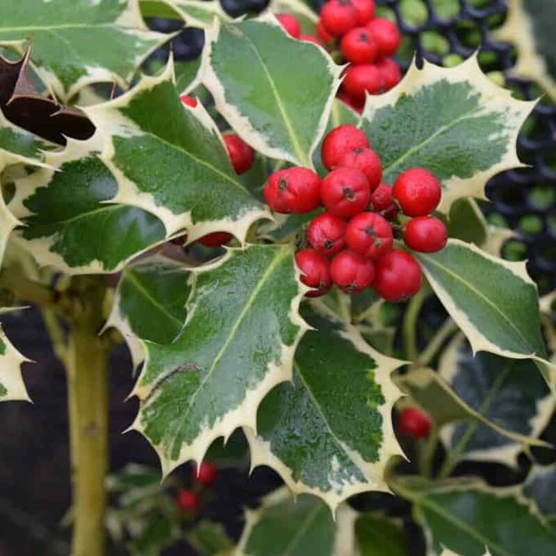 Ilex aquifolium 'Argentea Marginata' (f/v) 30-40 cm